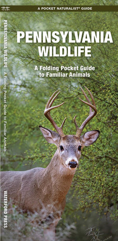 Pennsylvania Wildlife: A Folding Pocket Guide to Familiar Animals (Wildlife and Nature Identification)