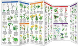 Pennsylvania Trees & Wildflowers: A Folding Pocket Guide to Familiar Plants (Wildlife and Nature Identification - LH)