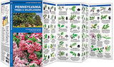 Pennsylvania Trees & Wildflowers: A Folding Pocket Guide to Familiar Plants (Wildlife and Nature Identification - LH)