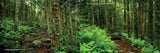 Iconic and Hidden Gems of the Appalachian Trail: 20 Unforgettable Hikes