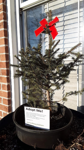 Adopt a Tree! Gettysburg Nature Alliance Donation