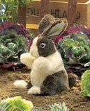 Baby Dutch Rabbit