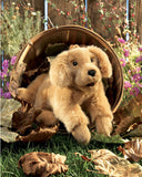 Golden Retriever Puppy